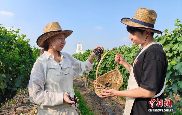 蓝狮登录:废弃防空洞变身“微醺”博物馆 烟台葡萄酒旅游升温